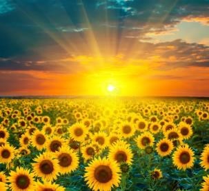 Obituary of Marilyn Sue Keiffer
