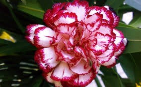 Obituary of Ann Rita Haberek