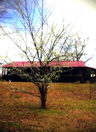 Obituary of Aaron Junior Scurlock