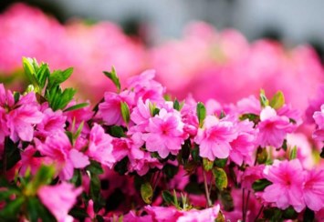 Obituary of Anne Magnuson