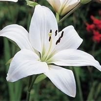 Obituary of Hazel J. Thomas