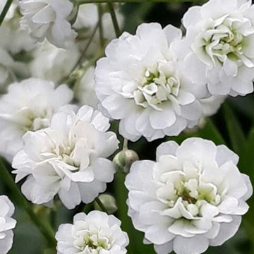 Obituary of Martha Esther Martin