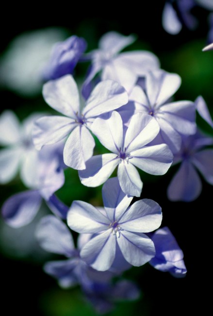 Obituary of Evelyn Marie Carr