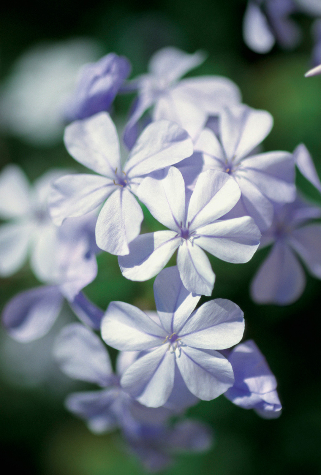 Julia Ann Rebedoux-Brown Obituary - Memphis, TN