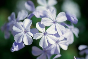 Obituary of Marsha S. Katz