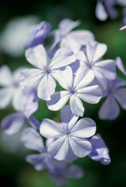 Obituary of Mary A Schaar