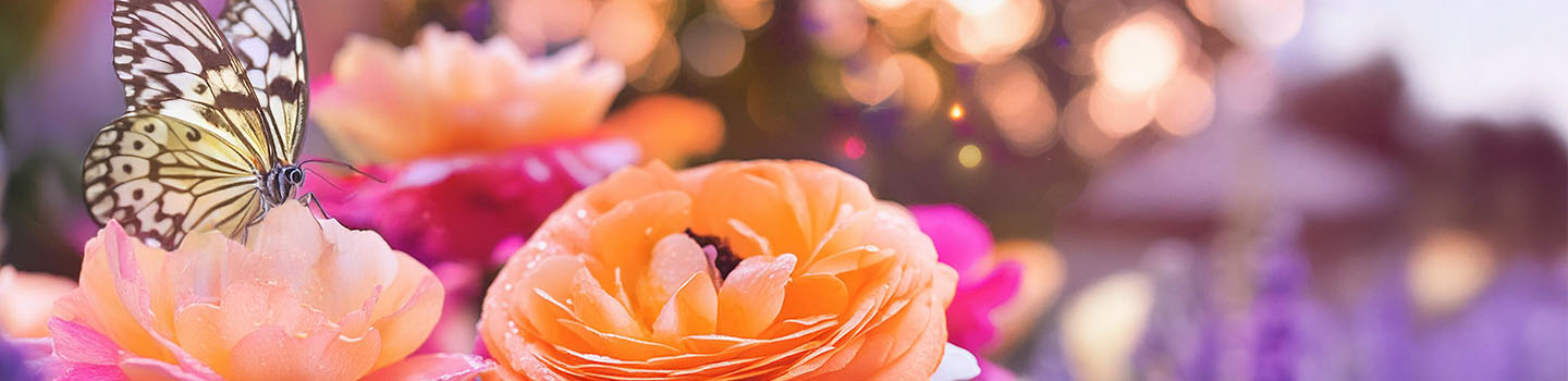 Obituary banner image